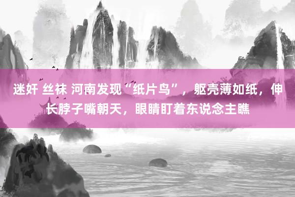 迷奸 丝袜 河南发现“纸片鸟”，躯壳薄如纸，伸长脖子嘴朝天，眼睛盯着东说念主瞧